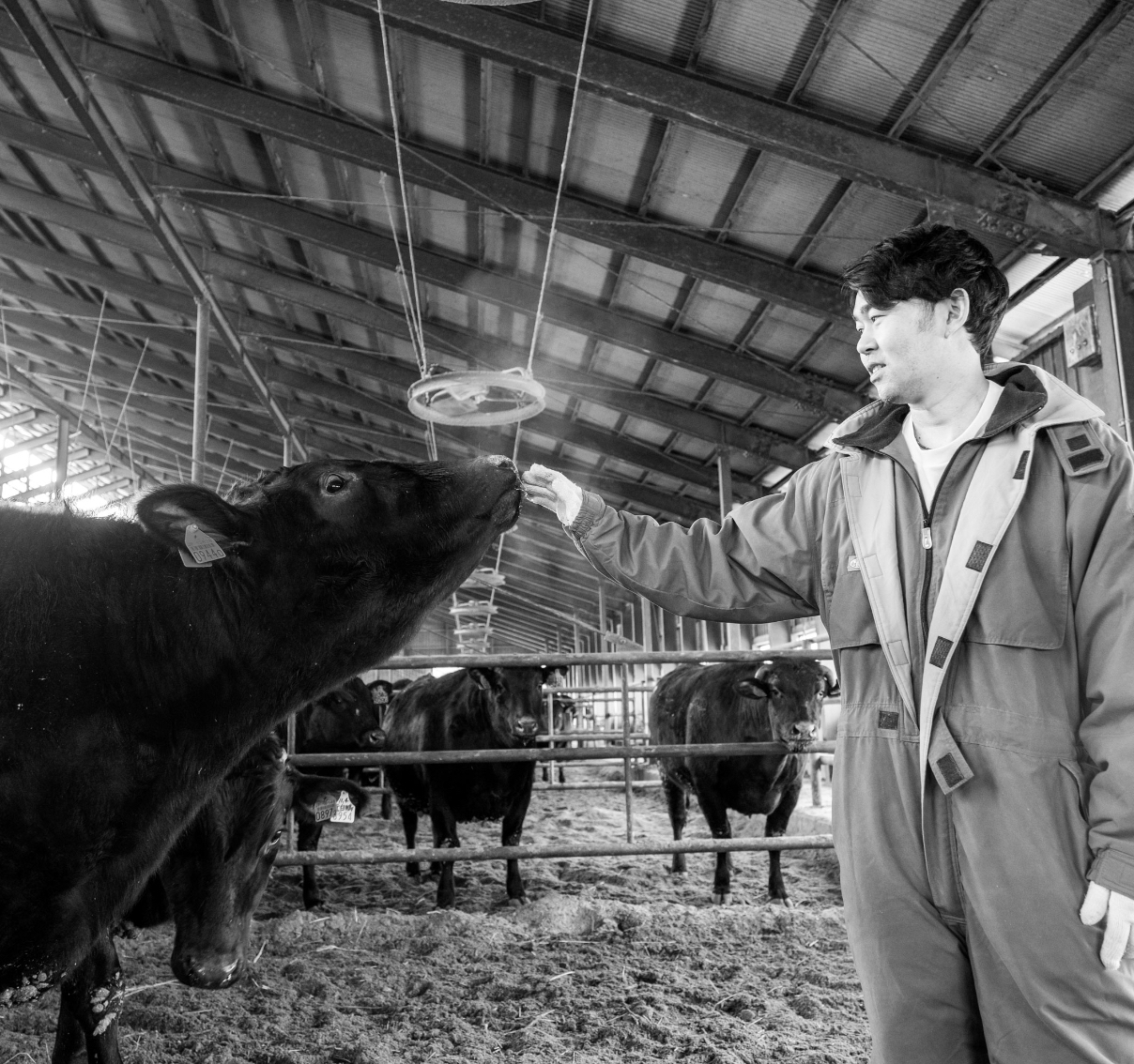牛の世話をしている男性の写真